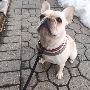French Bulldog SNIFF Dog Walkers