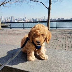 Puppy NYC Skyline