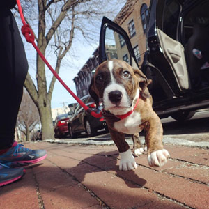 Boxer Puppy Walker Hoboken