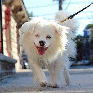Hoboken Dog Walking With Luna