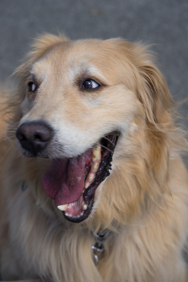 Golden Retriever, Jersey City Dog Walker