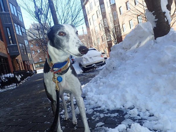 Hoboken Greyhound (Dog)
