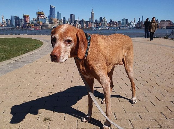 Shipyard Hoboken Dog Walking