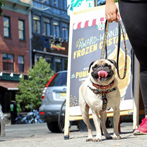 Dog Walking Hoboken Washington Street